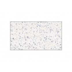 Bl. lam. bianco pun. bril. h. 45 sp. 0,50 c/colla